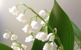 &Ouml;ffnungszeiten 1. Mai 2026